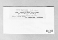 Stegocintractia junci image